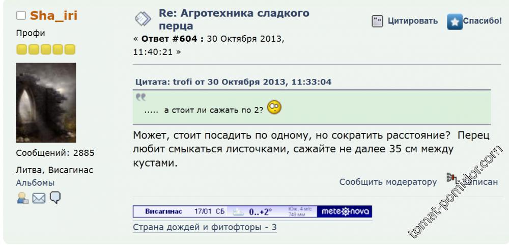 На каком расстоянии сажать перец...