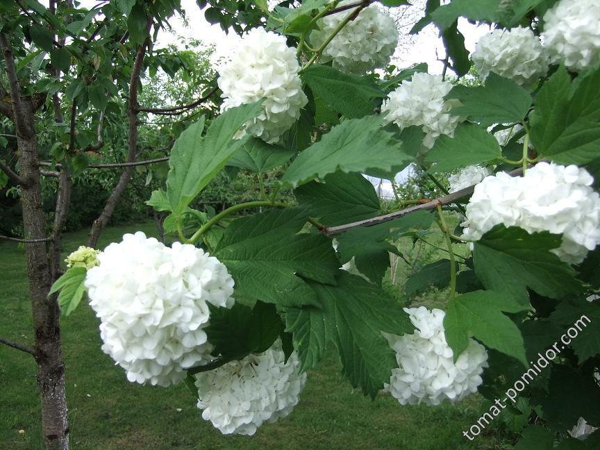 Калина 'Boule-de-neige'