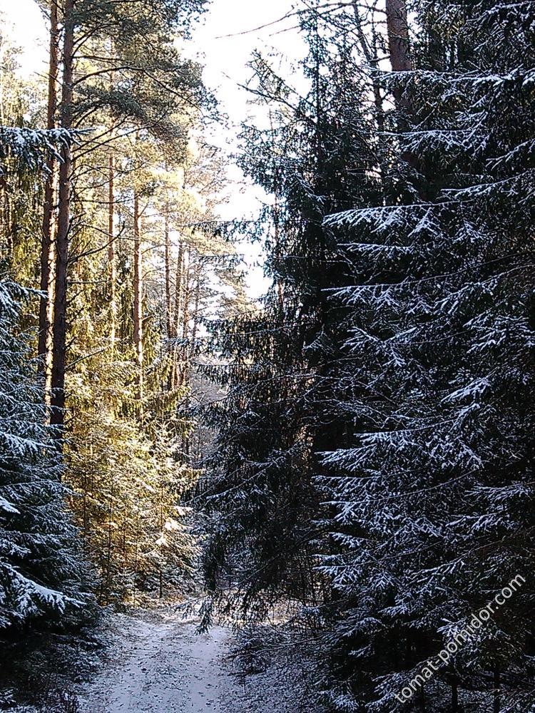 Редкое солнце зимой