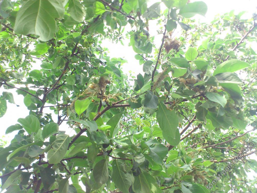 Гнёзда - Моль яблонная горностаевая