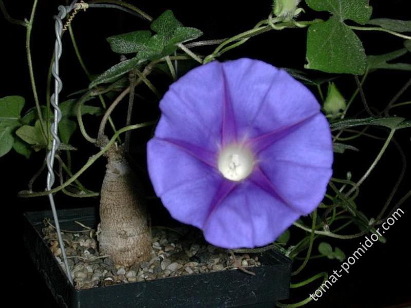 Ipomoea pubescens