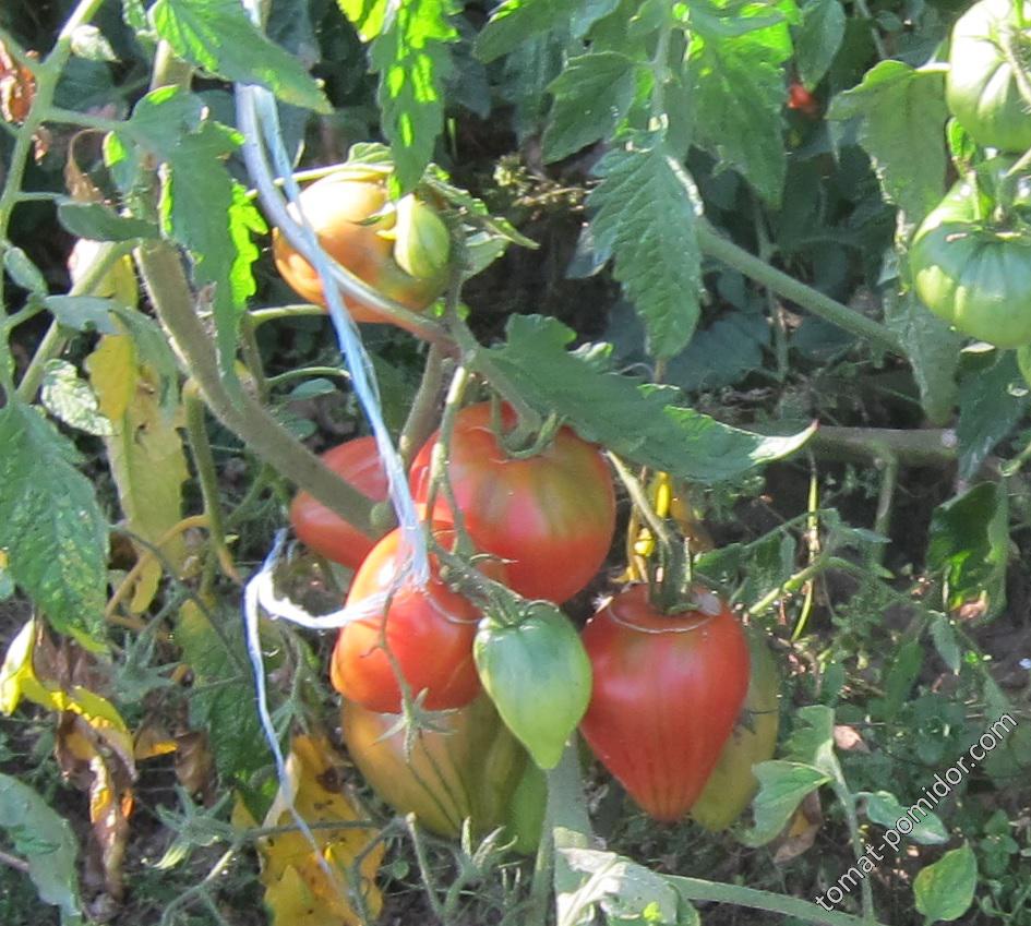 Катины томаты 2013