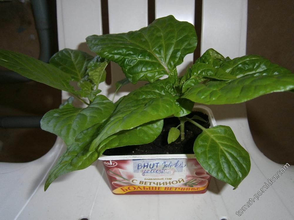 Bhut Jolokia yellow