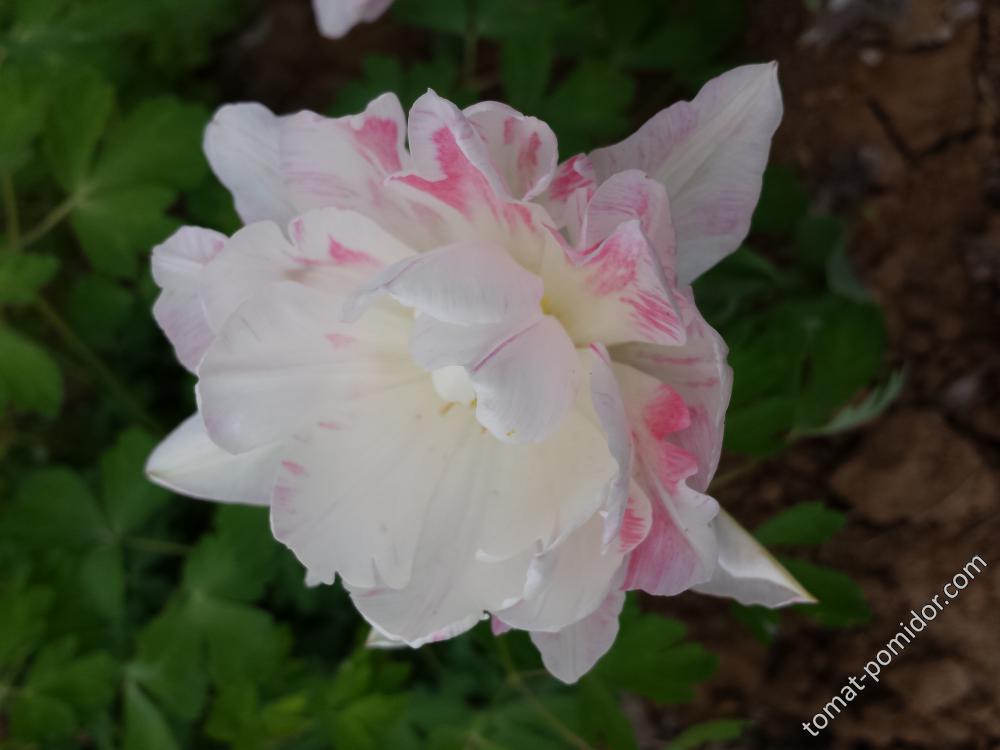 тюльпан бело-розовый