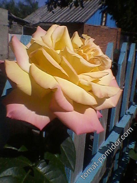 Роза кремово-желтая