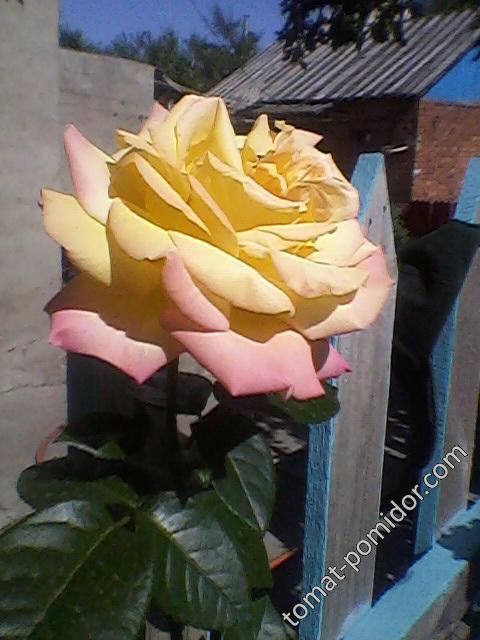Роза кремово-желтая2
