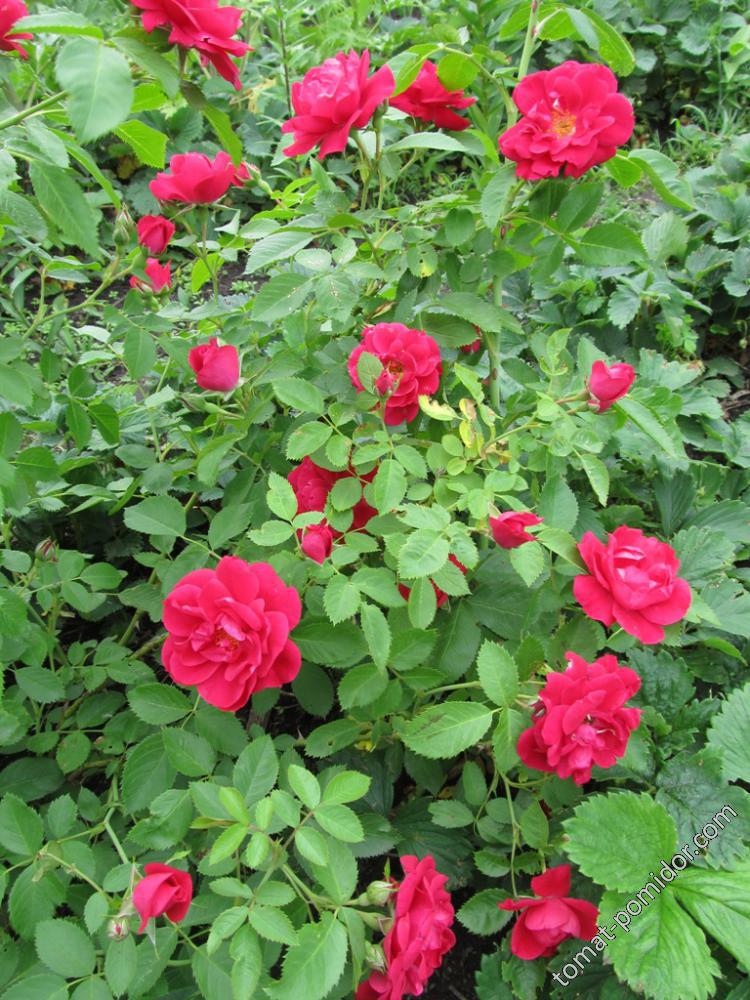 роза от Галочки64