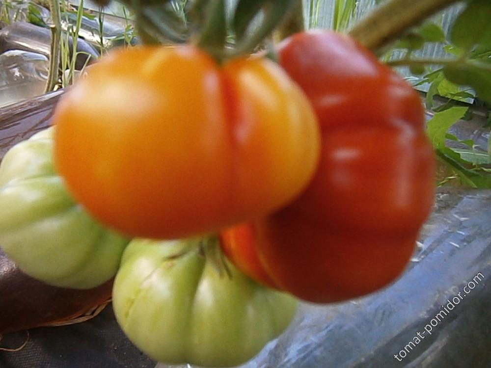 Costoluto fiorentino