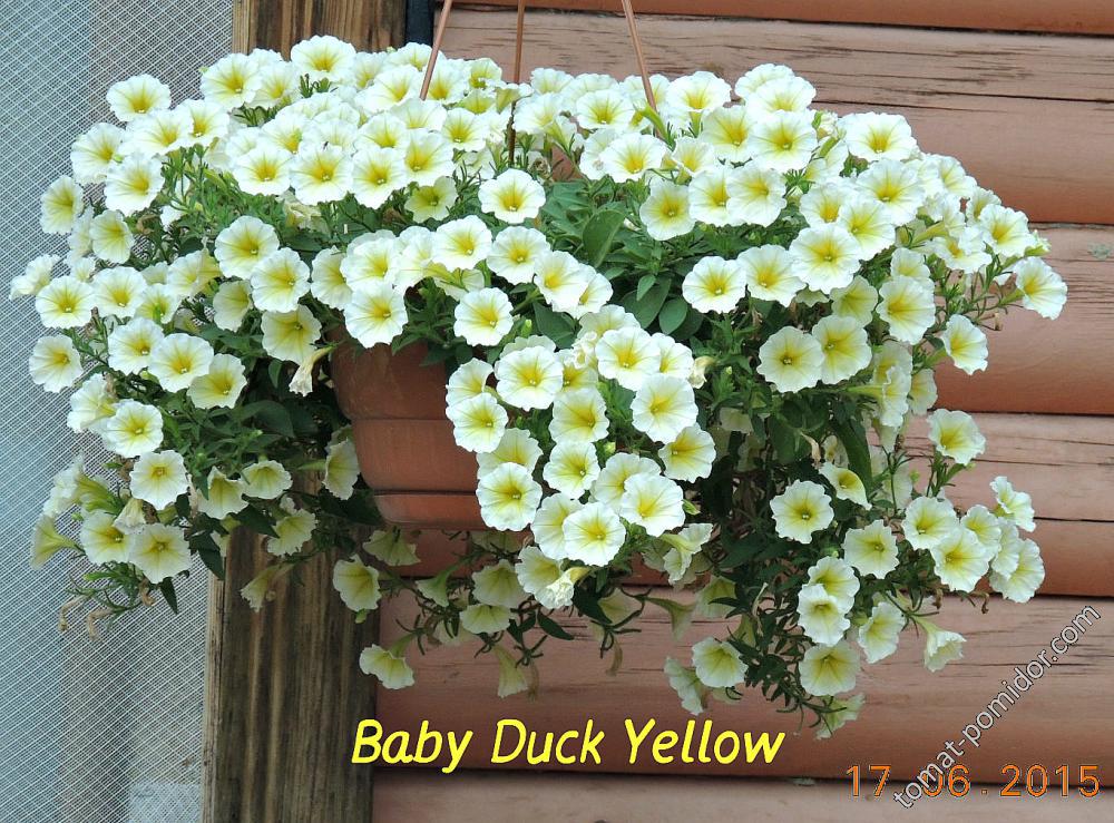 Петуния Baby Duck Yellow