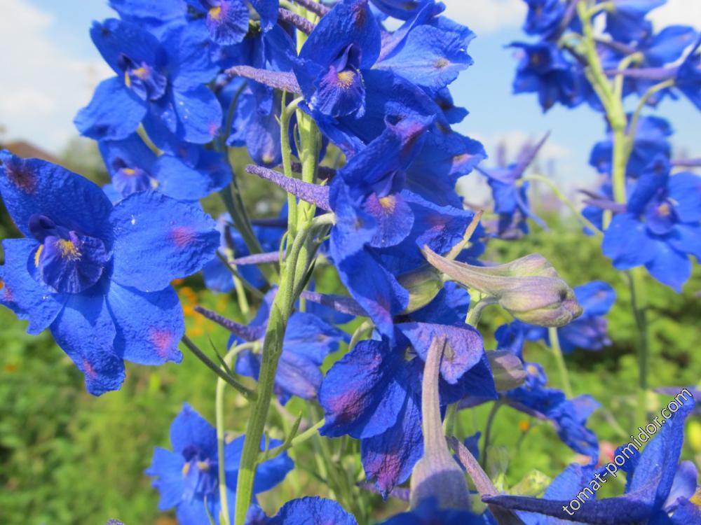 Дельфиниум Blue Butterfly