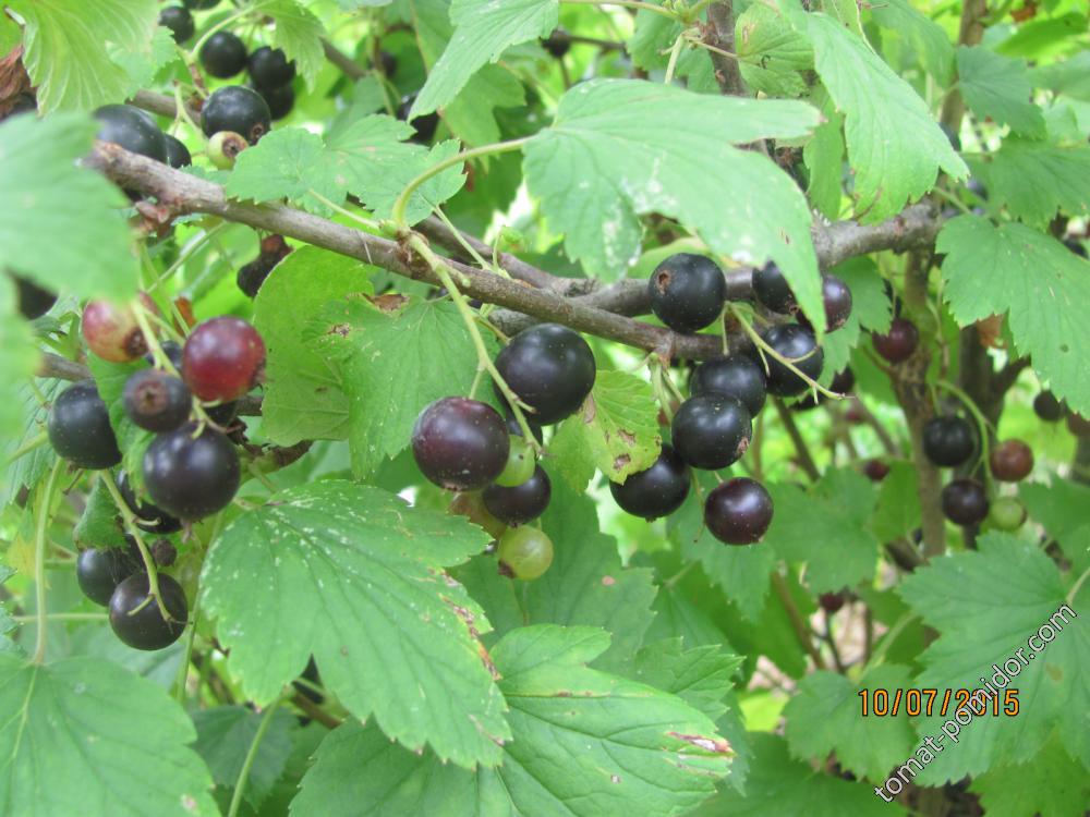 Смородина голубка описание фото. Сорт смородины сеянец голубки. Сорт смородины Голубка.