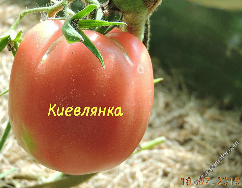 Киевлянка (Украина)