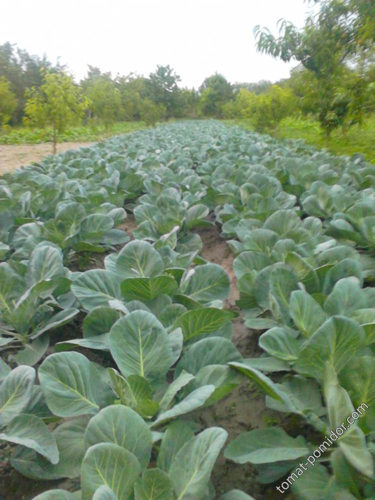 cabbages