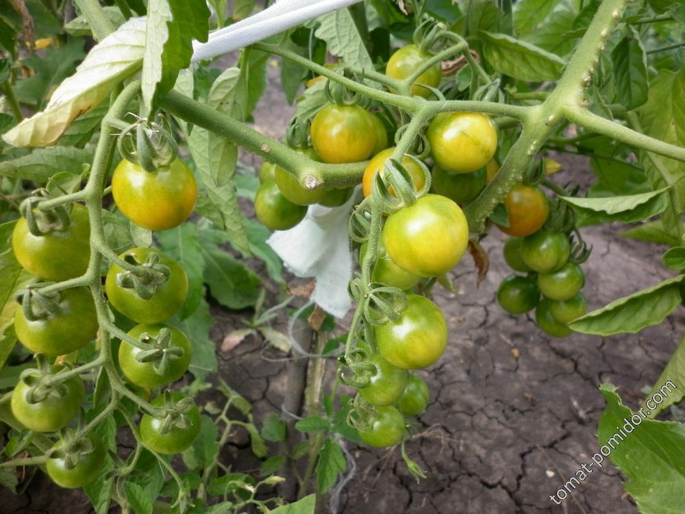 Crazy Cherry Tomato