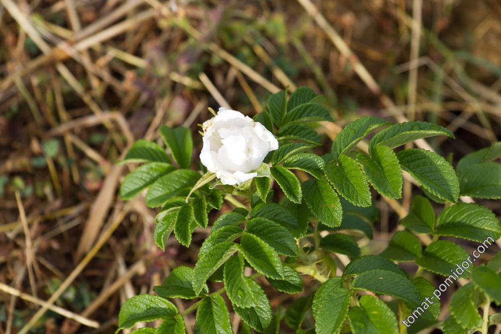 Шиповник Rosa rugosa