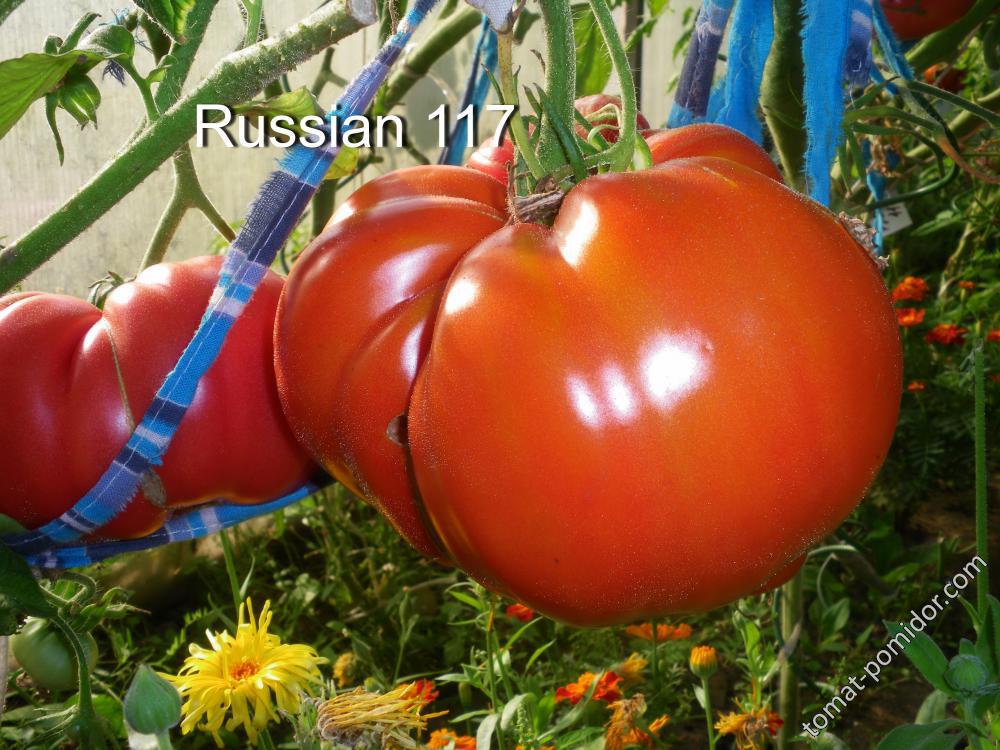 Russian 117