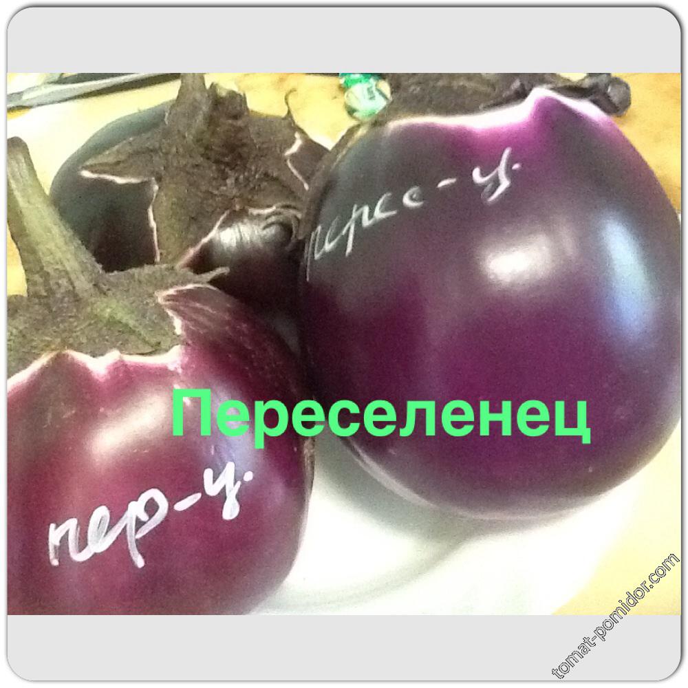 Переселенец