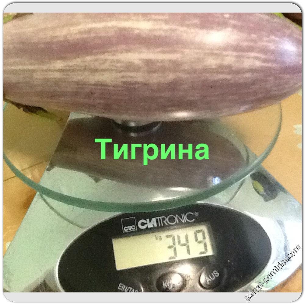 Тигрина