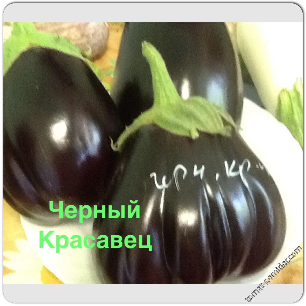 Черный красавец