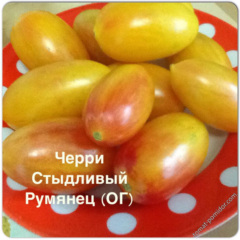 Черри Стыдливый Румянец (ОГ)