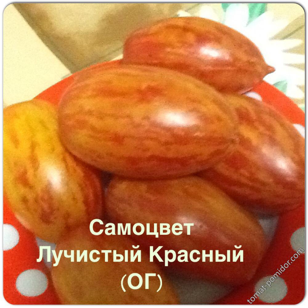 Самоцвет Лучистый Красный (ОГ)