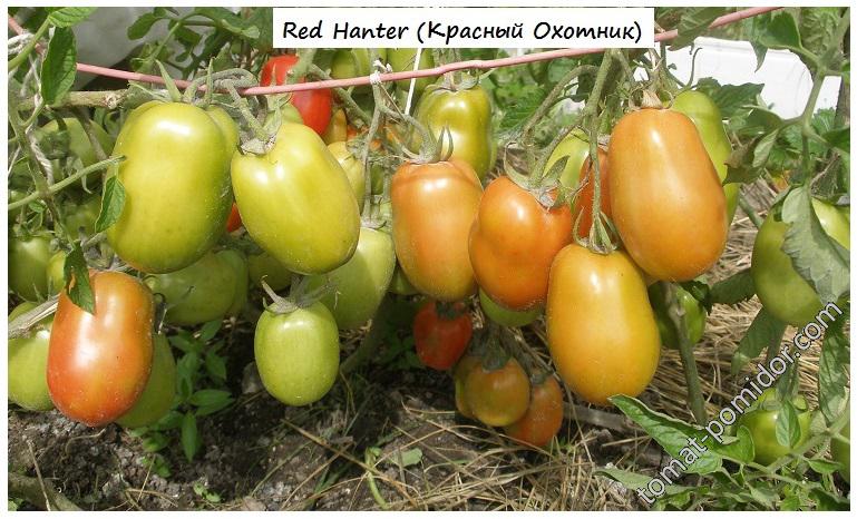 Red Hanter (Красный Охотник) в ОГ