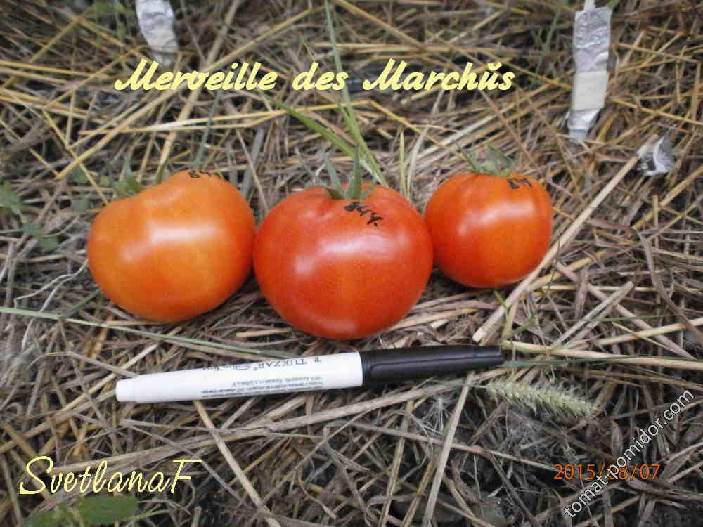 Merveille des Marchés