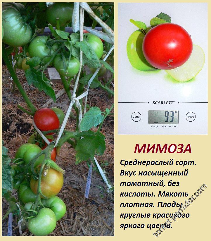 Томат денежный мешок характеристика и описание сорта фото