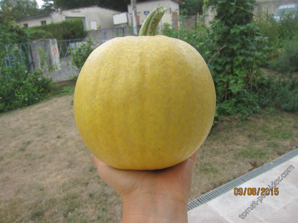 Melonette Jaspée de Vendée