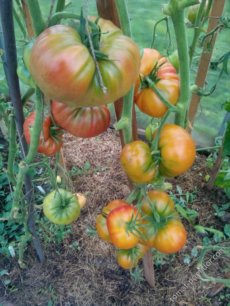 Лаки крис и Дакоста Португальская