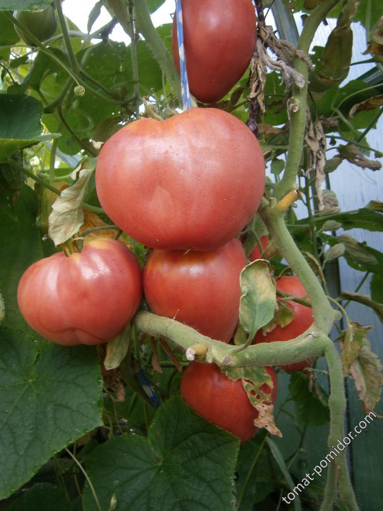 Коловый кубанский. Томат Кубанский Коловый. Кубанский Коловый сорт помидор. Томат Кубанский Коловый описание сорта. Томат Коловый.