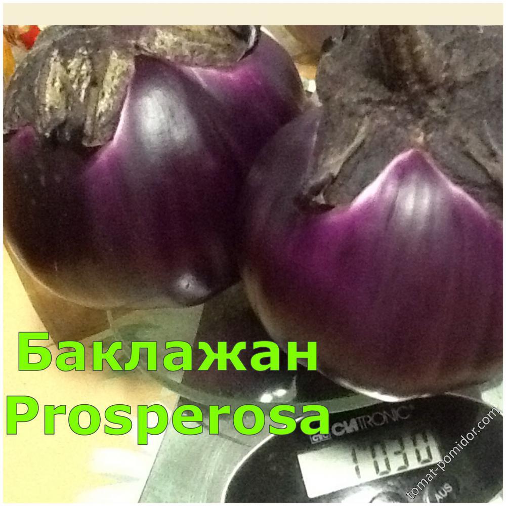 Баклажан Prosperosa