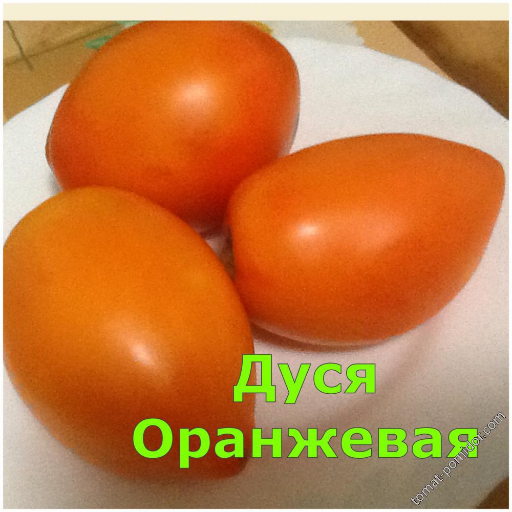 Дуся Оранжевая