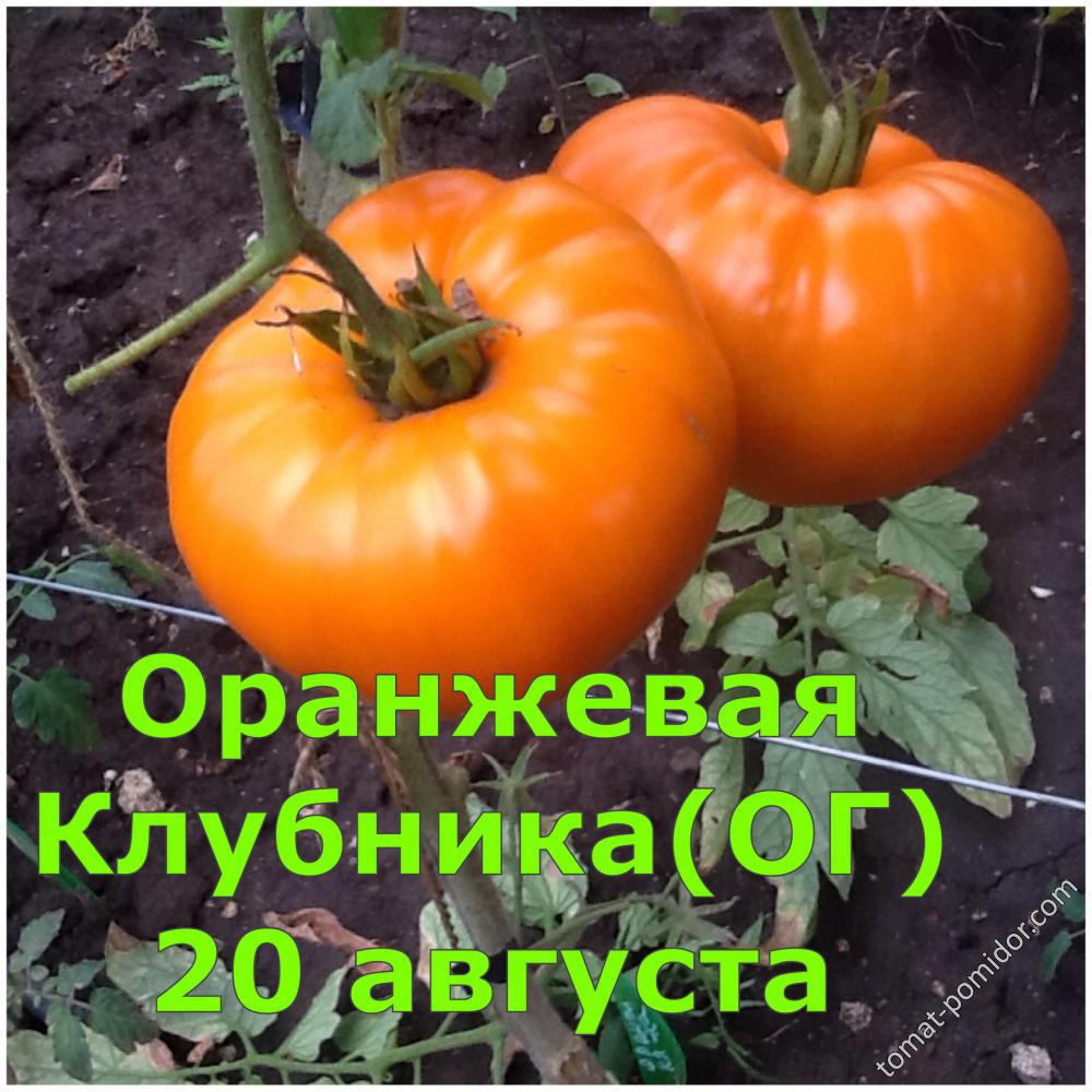 Оранжевая Клубника