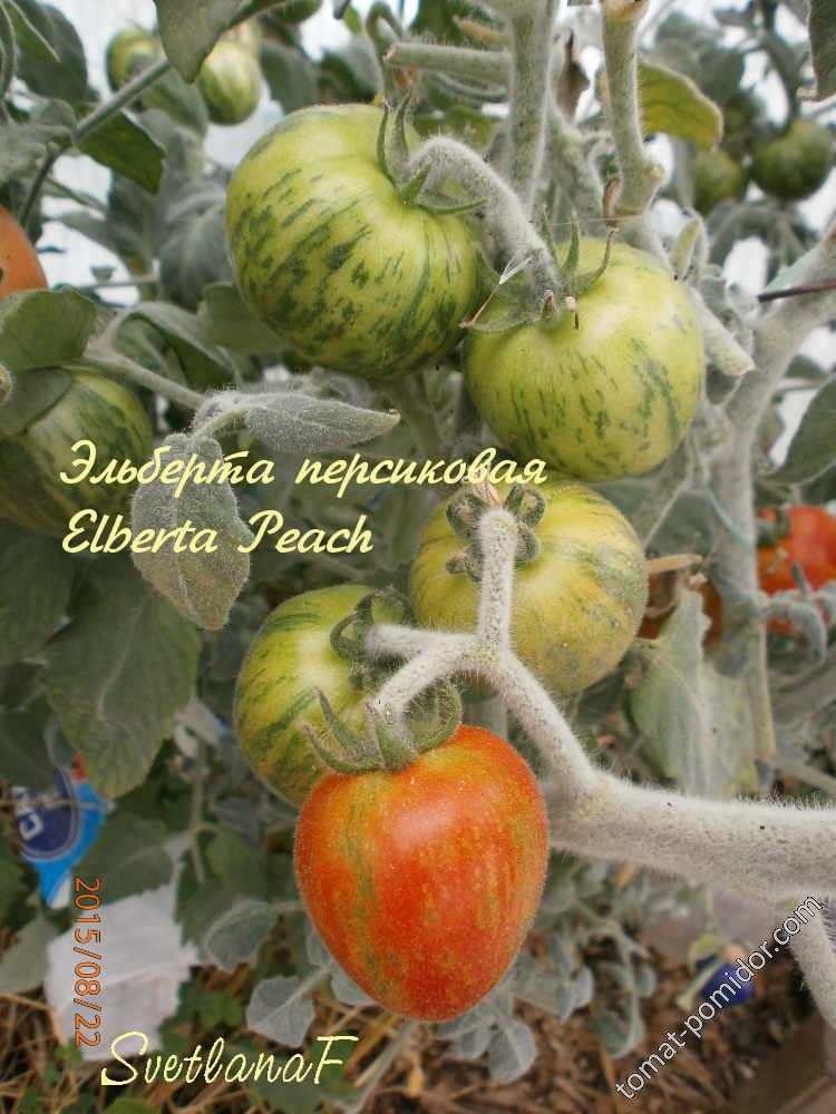 Эльберта персиковая (Elberta Peach)