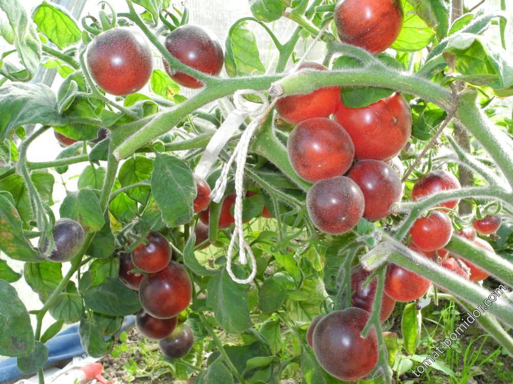 Лохматые помидоры фото