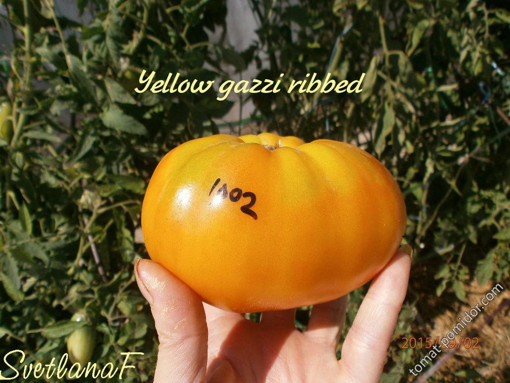 Yellow gazzi ribbed
