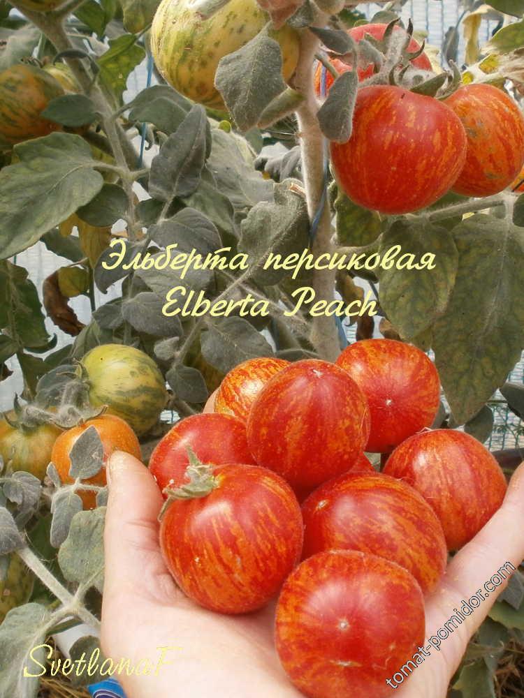 Эльберта персиковая (Elberta Peach)