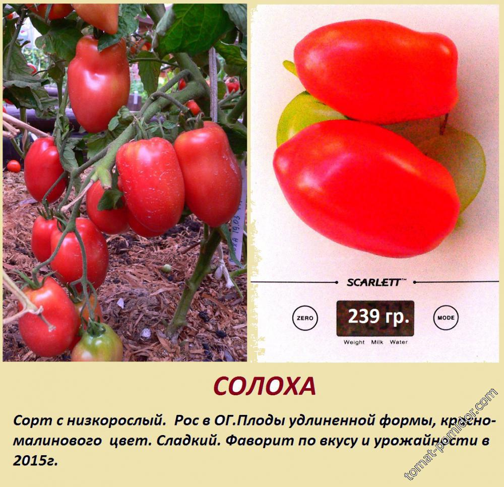 Солоха