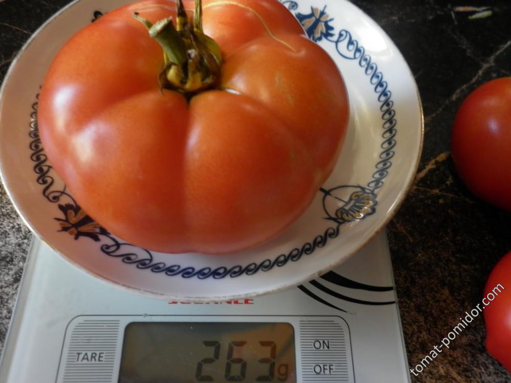 Вологодский скороспелый томат описание и фото