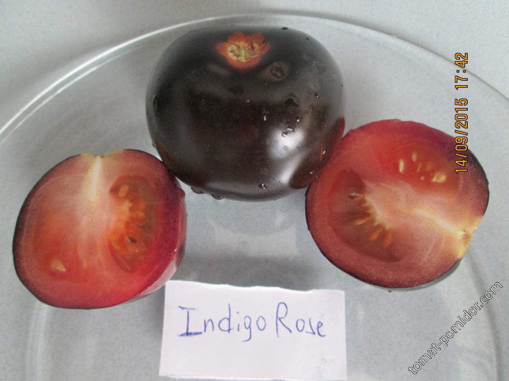 Indigo Rose