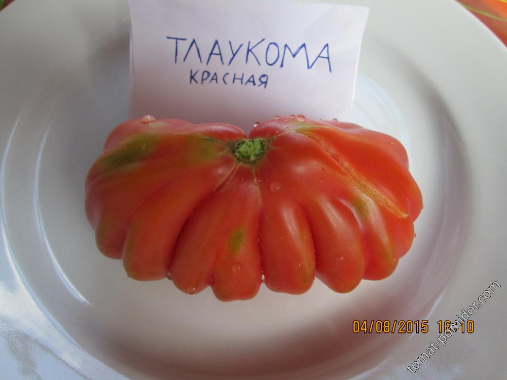 Тлаколула красная