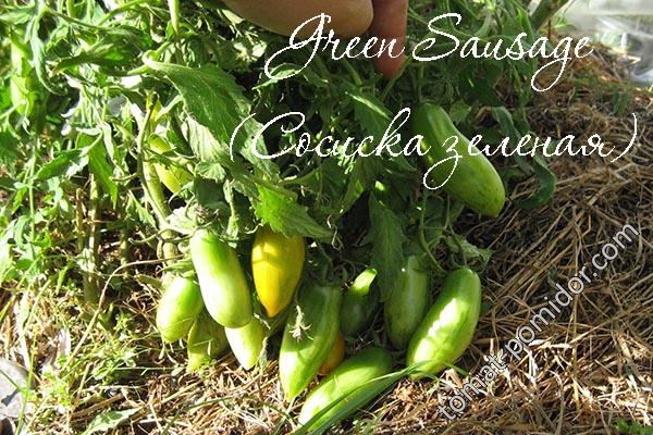 Green Sausige (Зеленая сосиска)