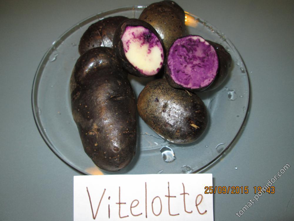 Vitelotte