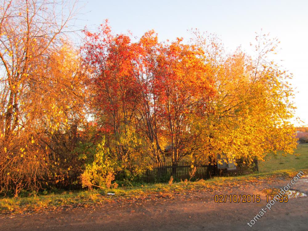 Золотая осень