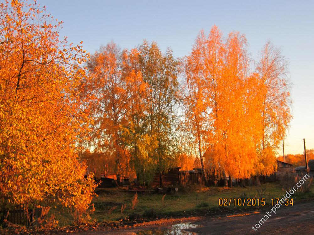 Золотая осеь