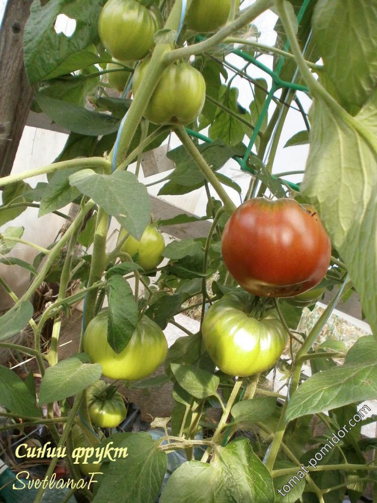 Синий фрукт (Blue Fruit)