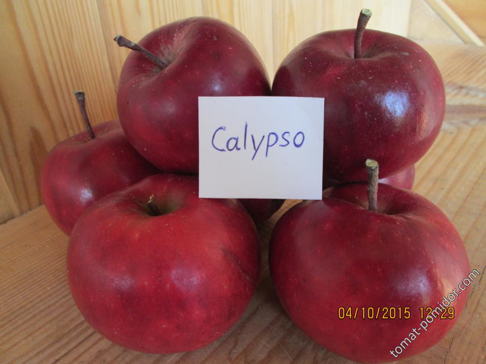 Redlove Calypso