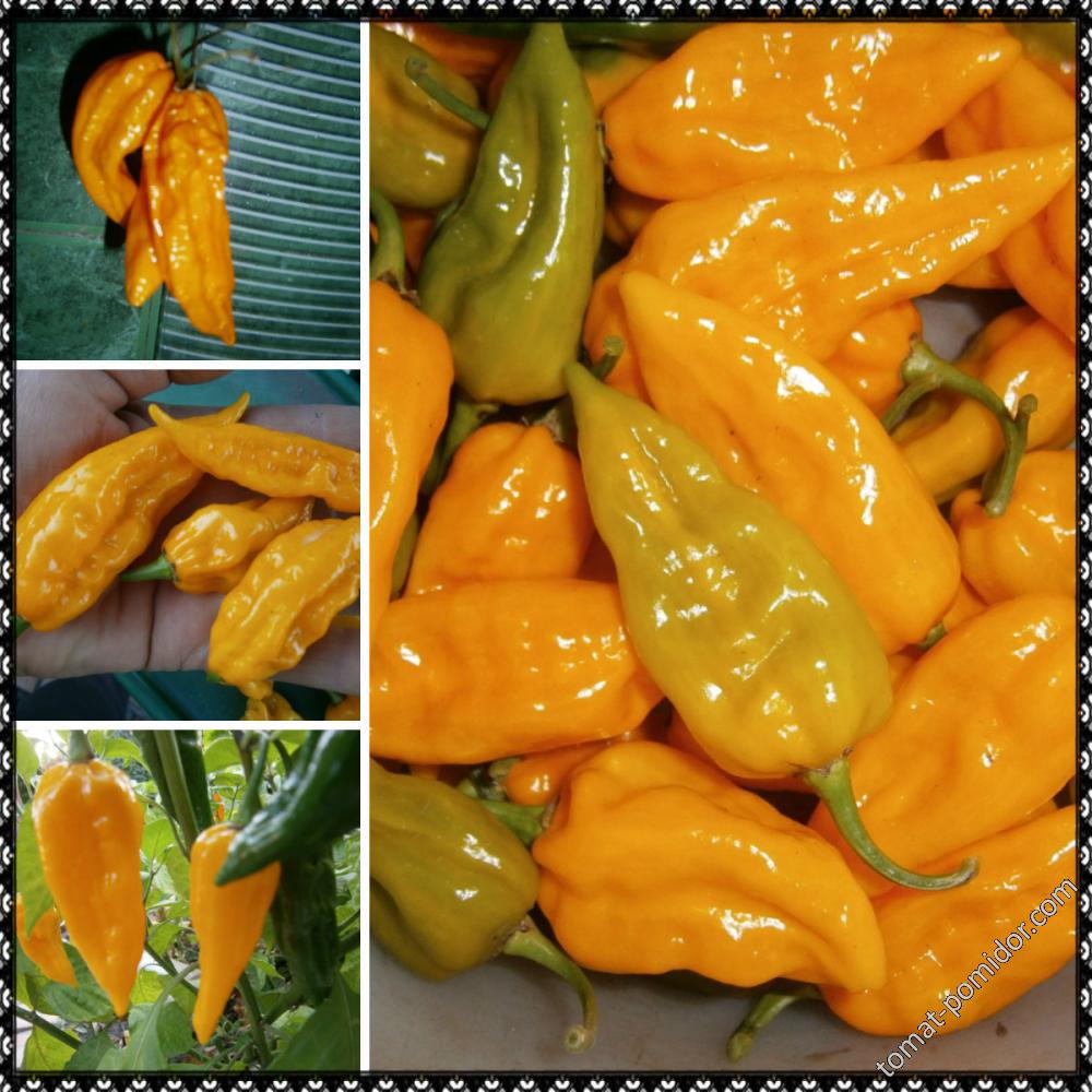 Fatalii Yellow