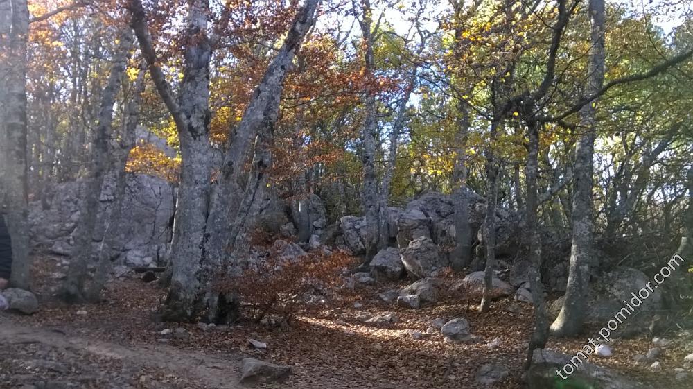 Реликтовый лес на Ай-Петри